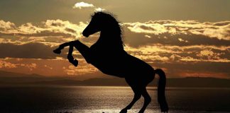 Ferrari, il Cavallino Rampante non solo sulle potenti autovetture