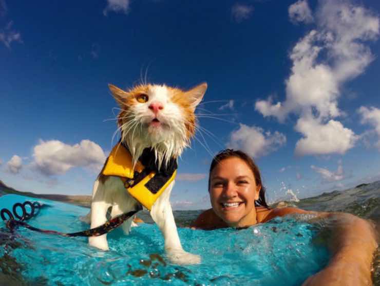 Il gatto col salvagente che cavalca le onde di Honolulu