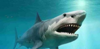 Squalo Megalodonte