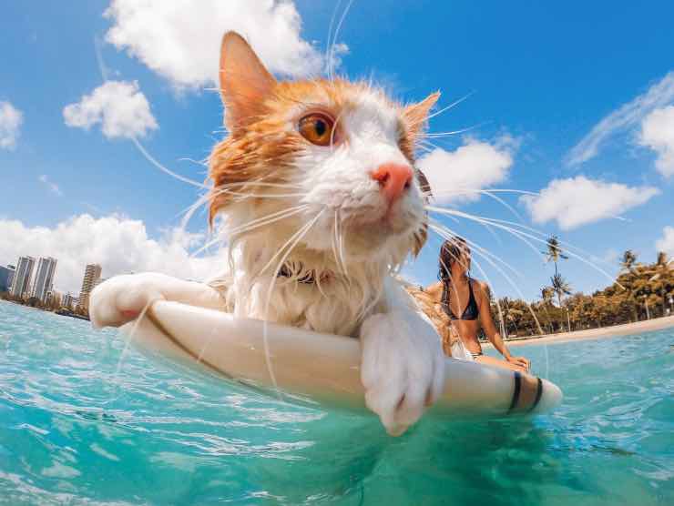 Il gatto che cavalca l'onda conquista il web