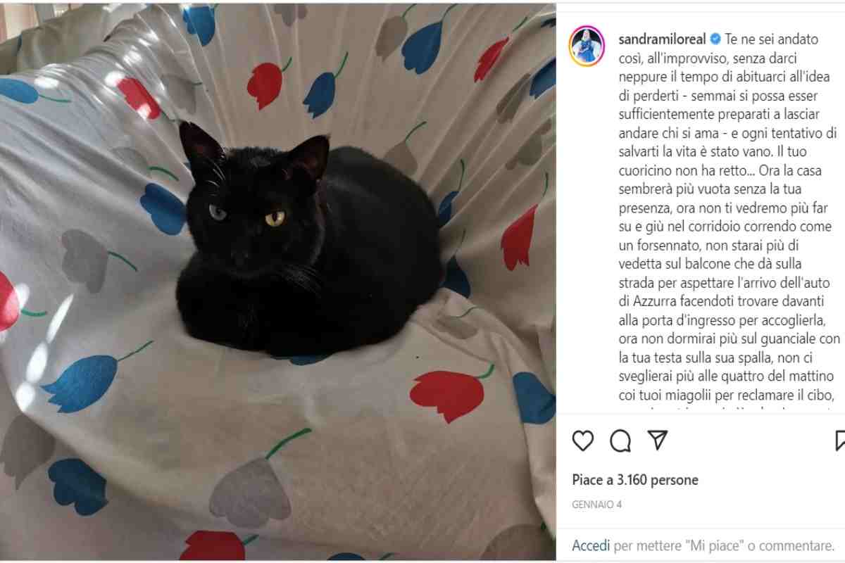 Il micio di Sandra Milo (Instagram) 13.1.2023 pontilenews