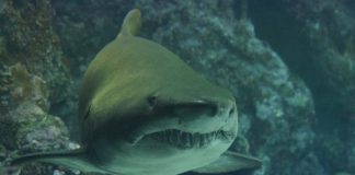 Attacco di uno squalo toro in un fiume