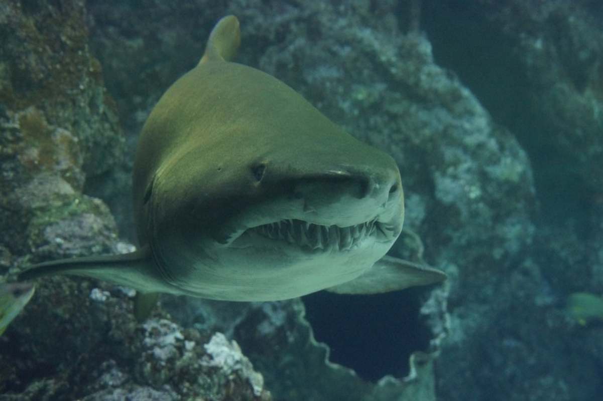 Attacco di uno squalo toro in un fiume