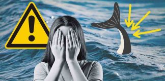 Animale pericoloso mare
