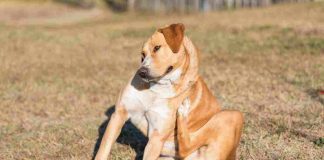 Cane si gratta