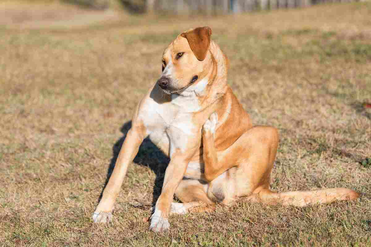 Cane prurito