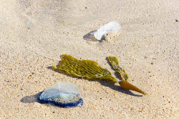 Velella su spiaggia