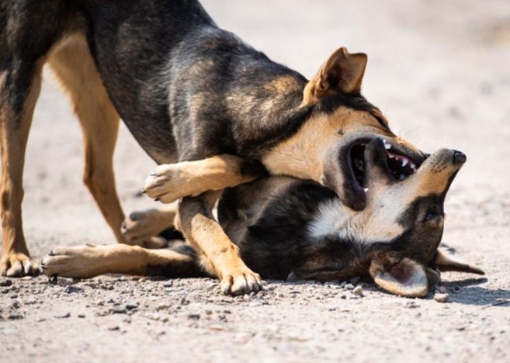 educatori sconsigliano cani di queste razze, quali sono