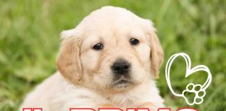 I cani più intelligenti