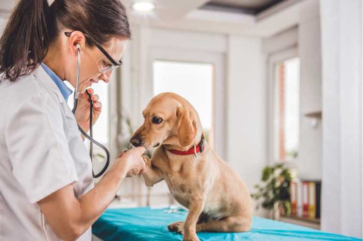 Spese veterinarie: tutto sul rimborso