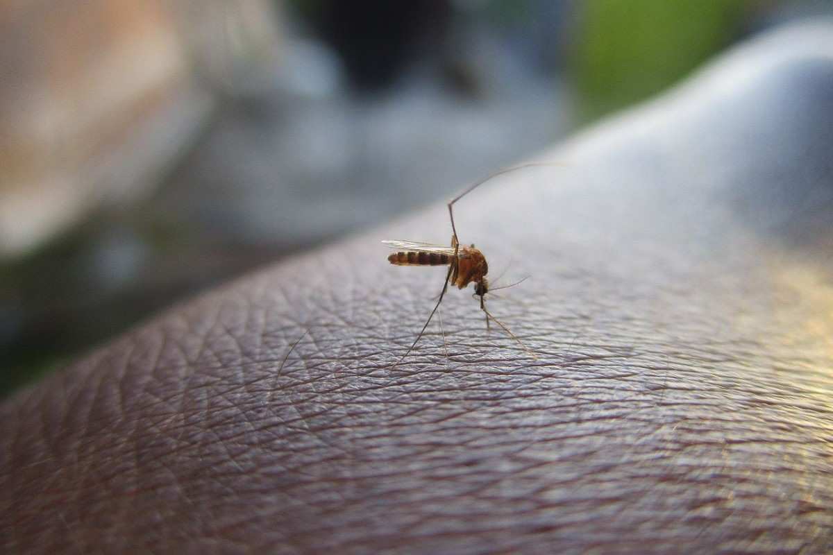 allerta febbre dengue morti in aumento rischio in europa