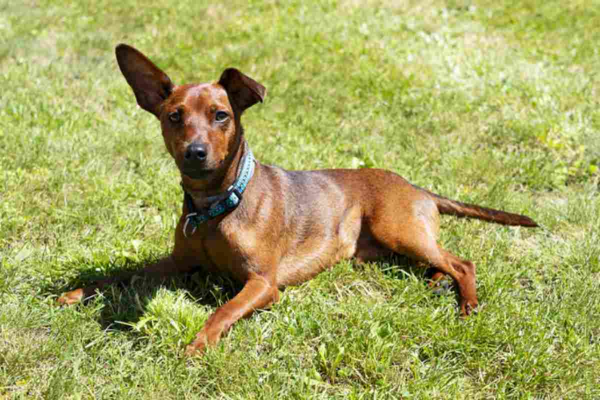 Cane e pericoli in giardino