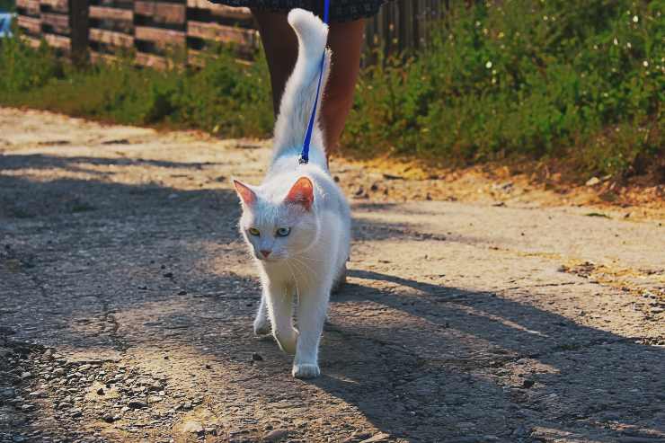 Gatto con guinzaglio