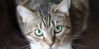 Gatto domestico