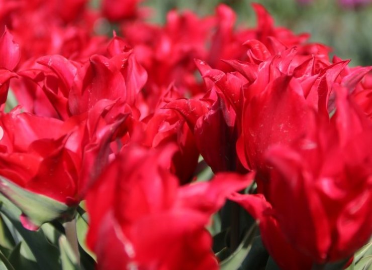 tulipark italia 