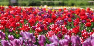 tulipark italia