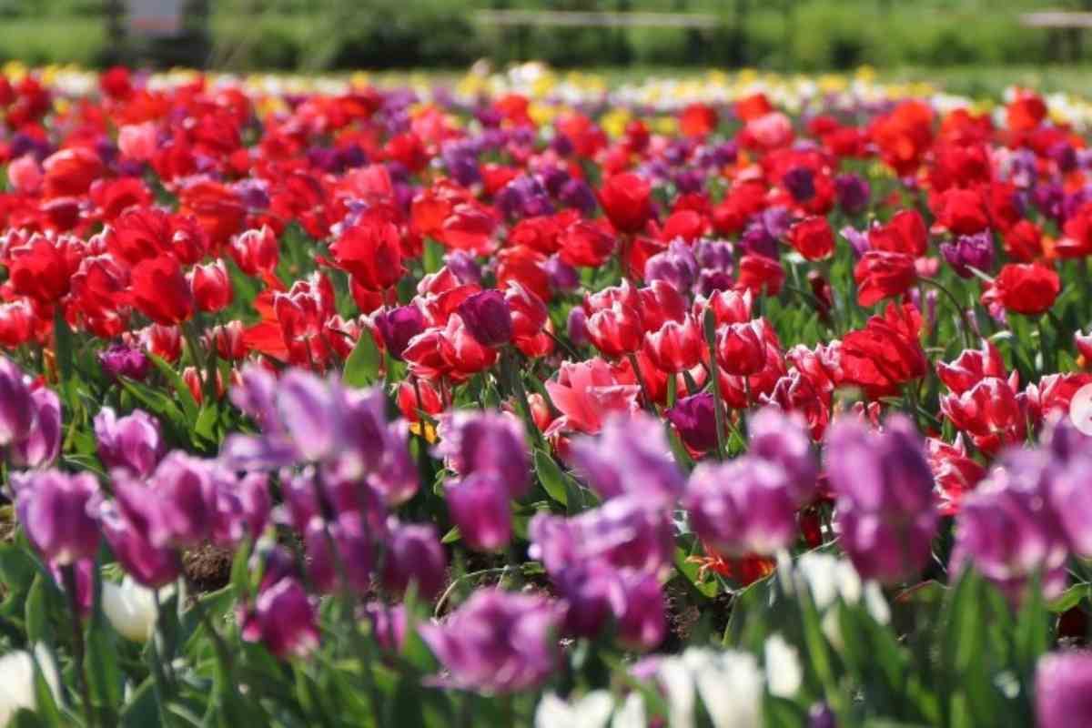 tulipark italia 