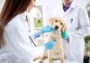 Veterly App: Visite dal veterinario immediate