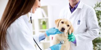 Veterly App: Visite dal veterinario immediate