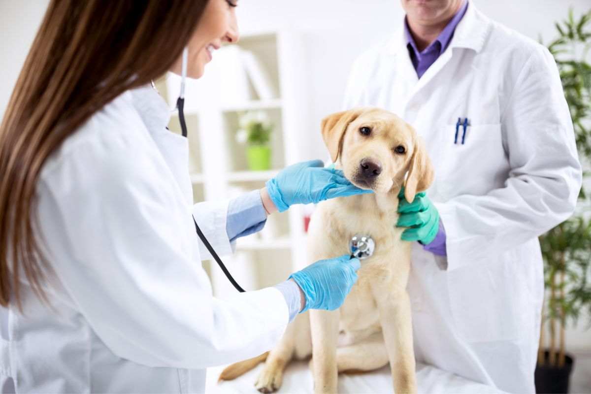 Veterly App: Visite dal veterinario immediate