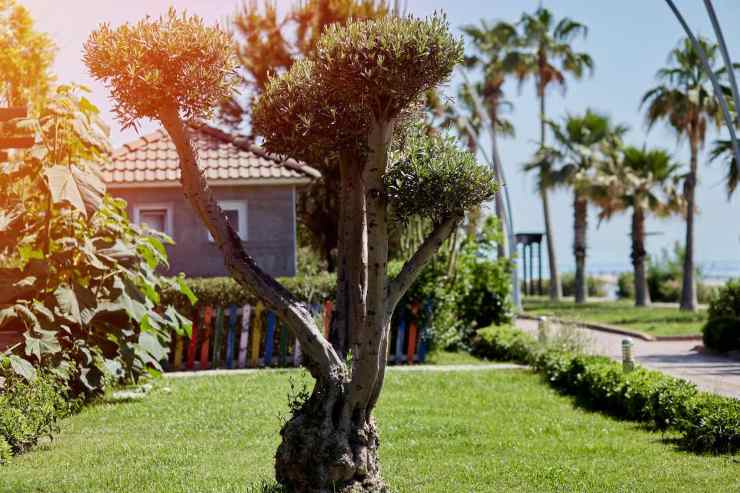 Gli alberi da non potare in primavera