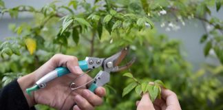 Gli alberi da non potare in primavera