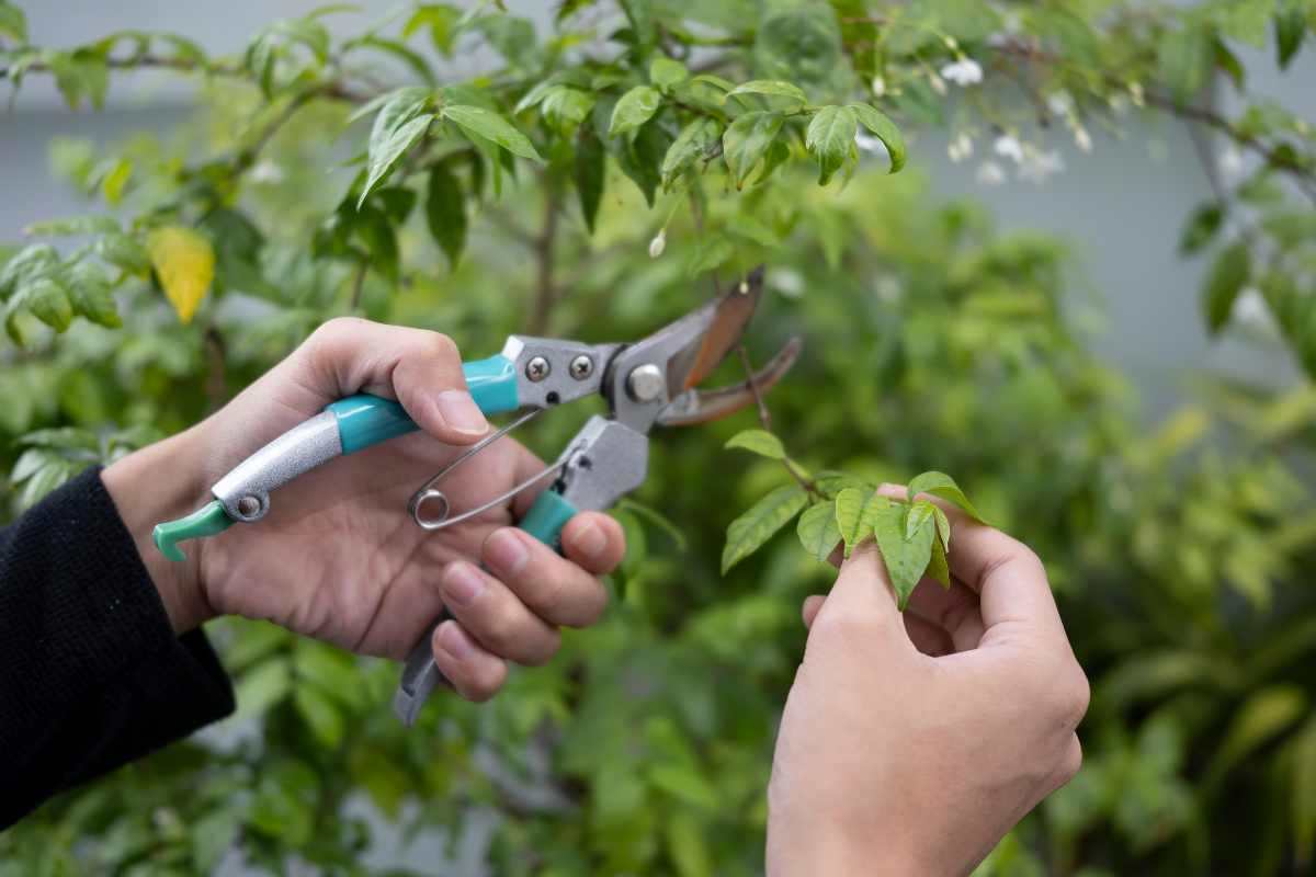 Gli alberi da non potare in primavera