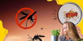 allontanare zanzare