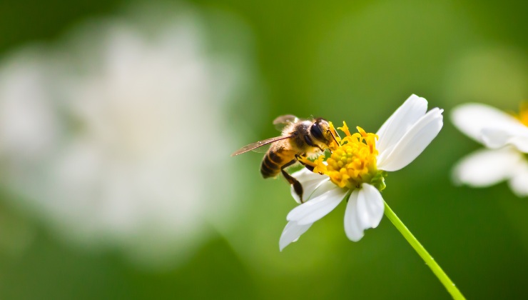 L'estinzione delle api potrebbe essere un problema per il pianeta