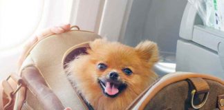 Cane in aereo