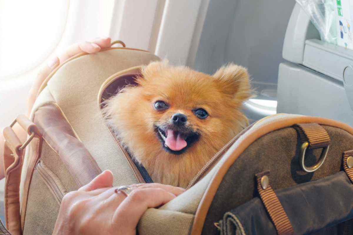Viaggiare in aereo con il tuo cane