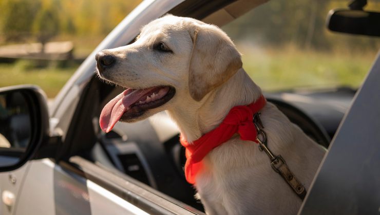 Automobilista ubriaco tenta di far guidare il suo cane