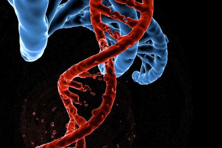 Ecco il segreto dei centenari: la risposta nel DNA