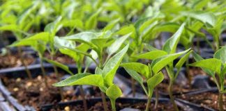 La sostanza che ti aiuta a far crescere forti le tue piante