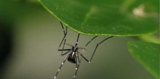 Addio zanzare con questa pianta