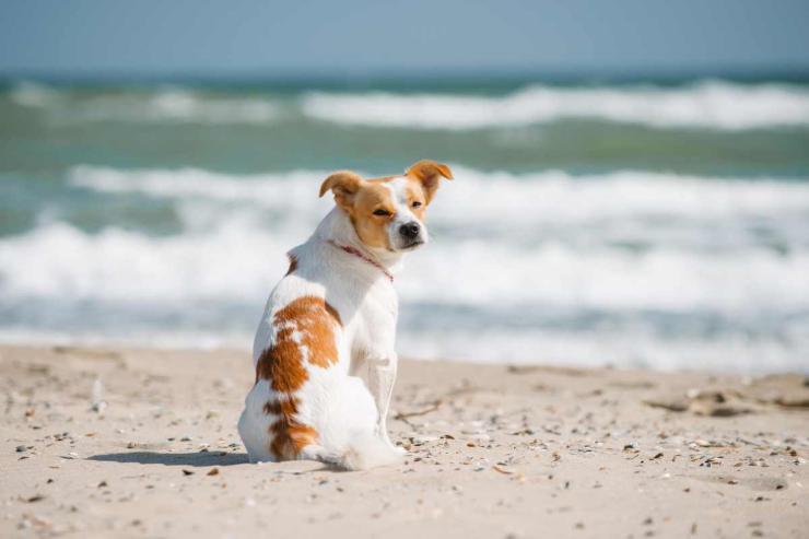 Cani in spiaggia: tutte le regole