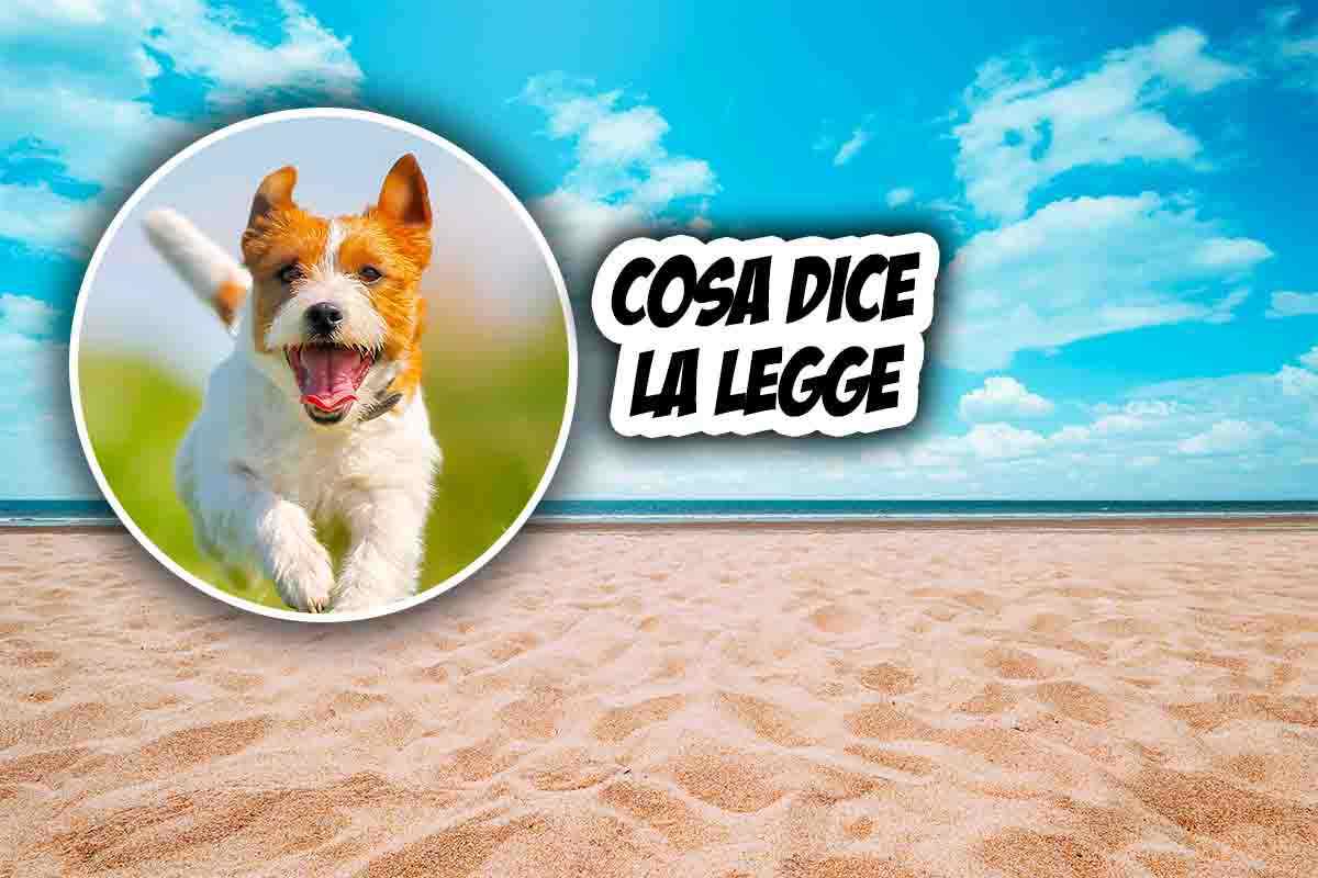 Cani in spiaggia: tutte le regole