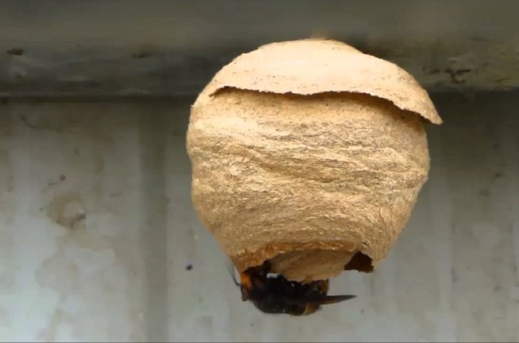 nido di calabroni