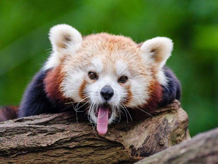 test personalità panda rosso