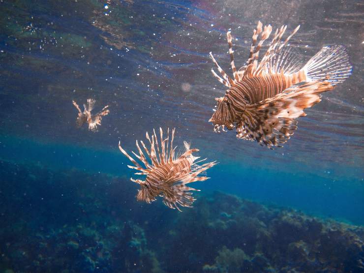 Pesce velenoso nelle acque italiane