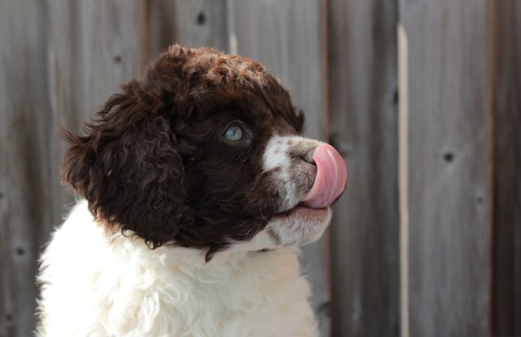 razza di cani scomparsa