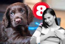 razza di cani scomparsa