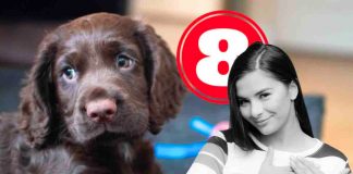 razza di cani scomparsa
