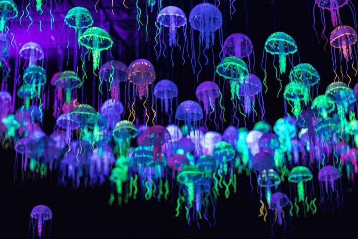 rimedi medusa