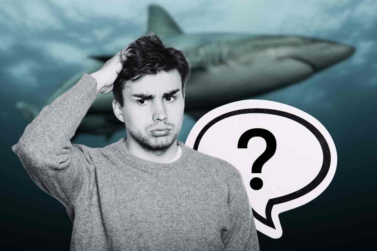 squali terrore esseri umani ma li mangiano?