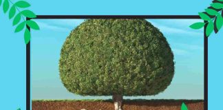 test albero