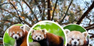 test personalità panda rosso