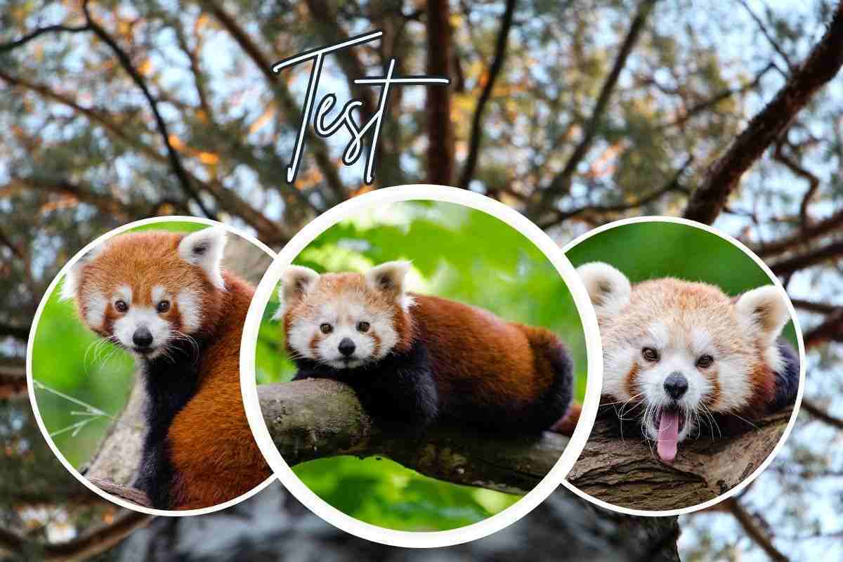 test personalità panda rosso