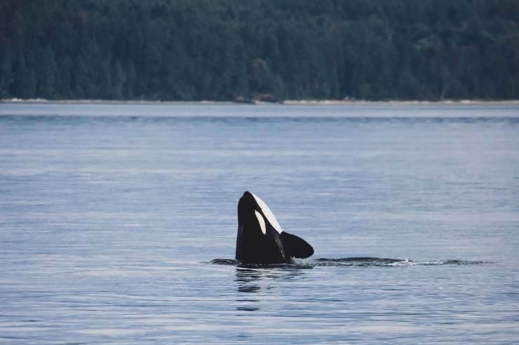 Orca nuota tra bagnanti