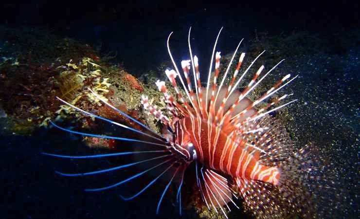 Pescato in Calabria un esemplare di pesce scorpione